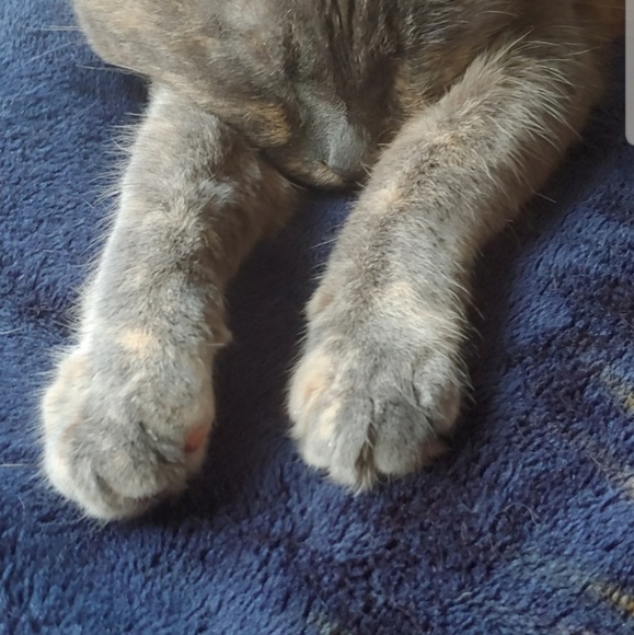 Meet your Posher, Tayler - Picture 2 of 3